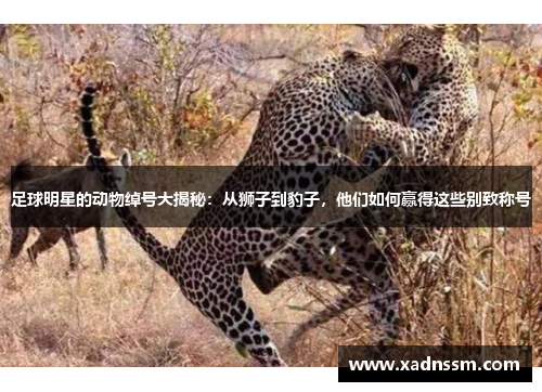 足球明星的动物绰号大揭秘：从狮子到豹子，他们如何赢得这些别致称号